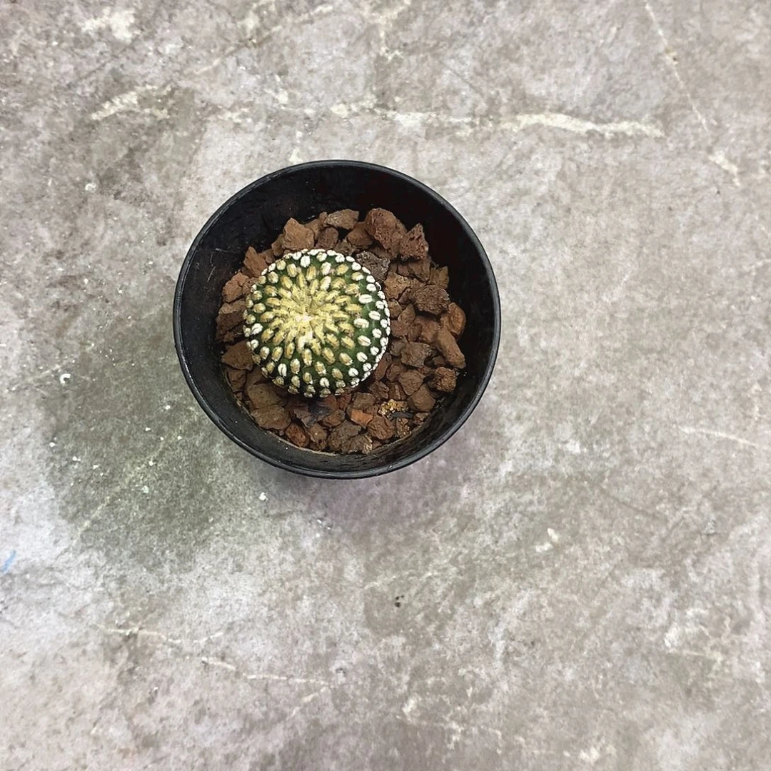 帆***船一物一拍一棵仙人球