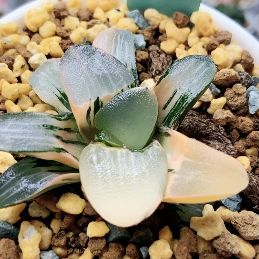 【闪购商品】阿*镜花缘克铂110