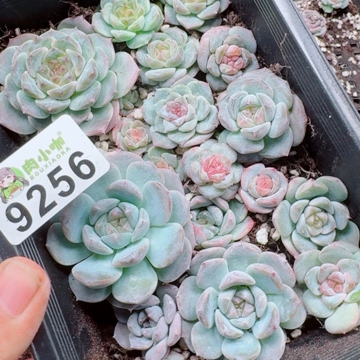 小***儿多肉植物多肉植物