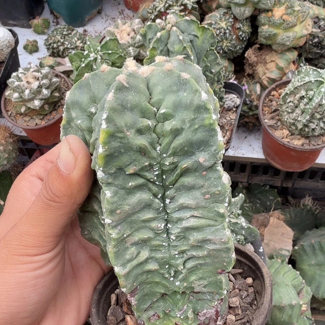 用***9鸾凤玉核桃仙人球