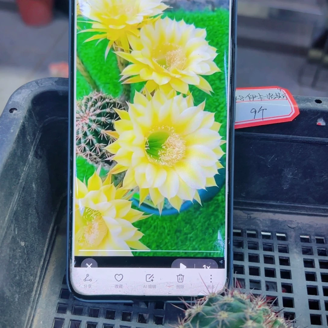 下82彩草一卡洛斯歪无根侧芽4公分左右20包邮