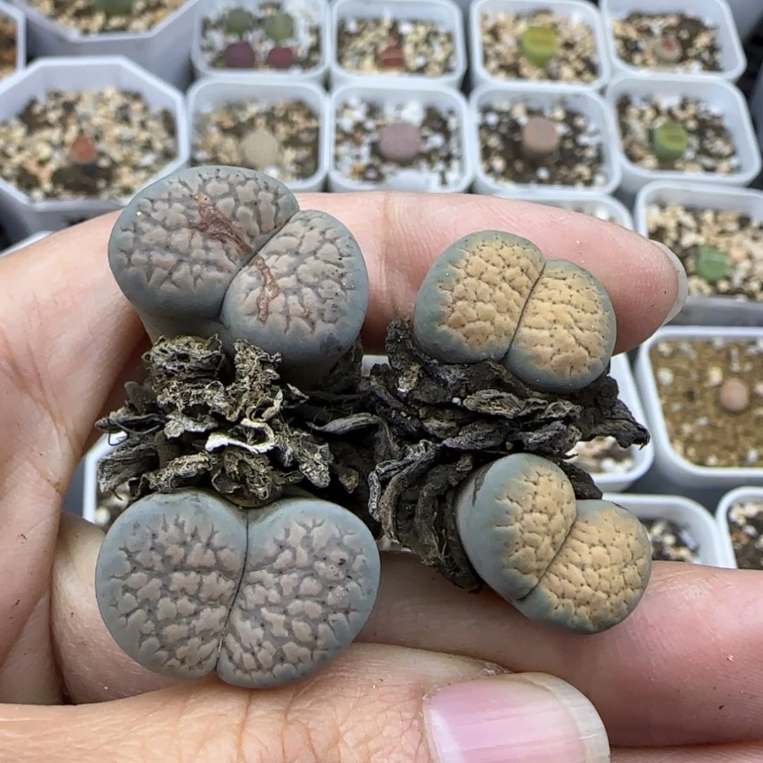 156朝贡清框福利30包邮