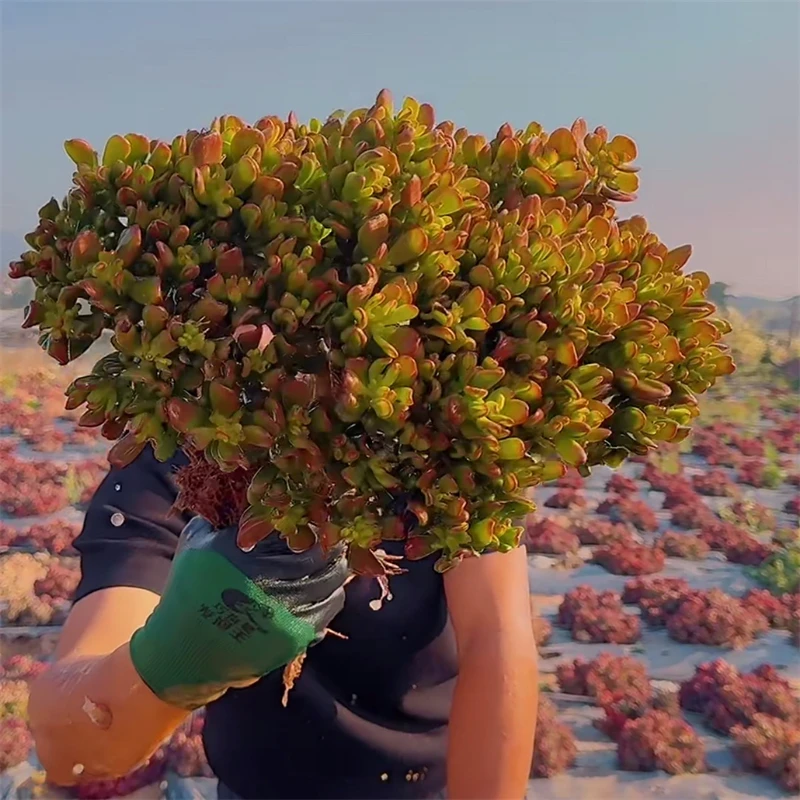 零花钱多肉  地栽招财猫  葡萄架   多肉植物