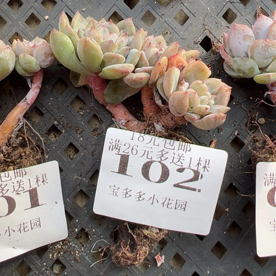 102号四头糖心小树 一物一拍 满18包邮