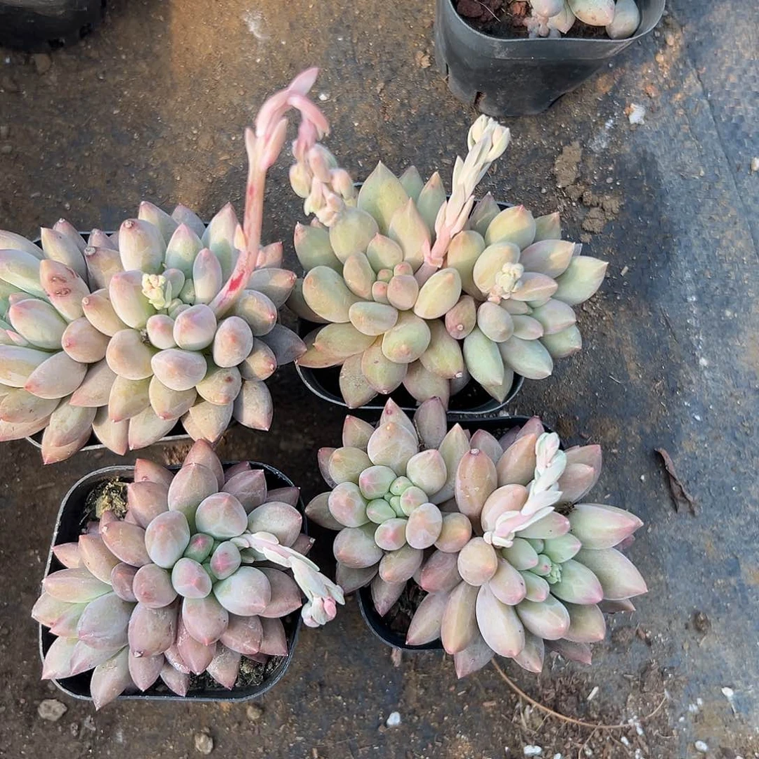 佛****限多肉植物多肉植物