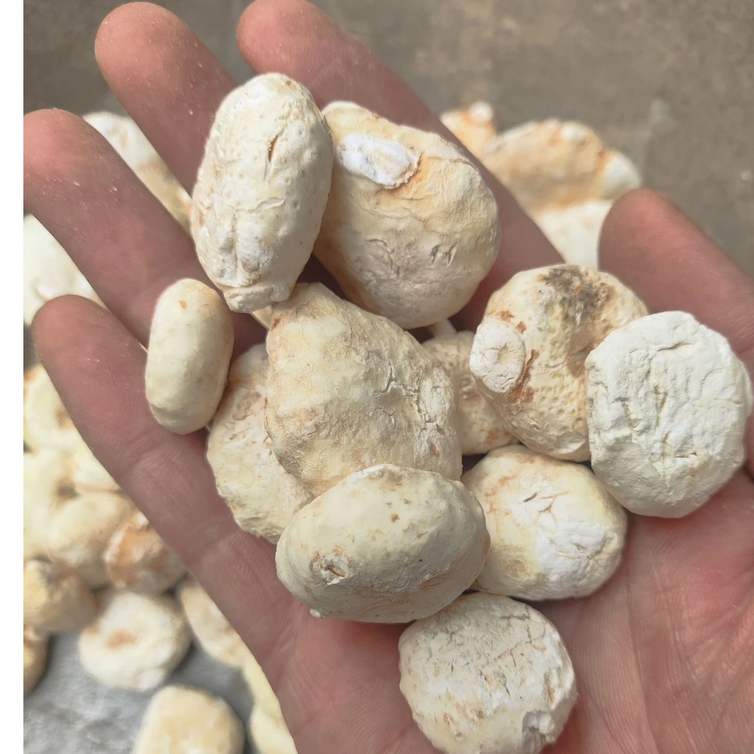 精选生晒天南星原生态干品新货无炮制无熏硫农产品根茎类