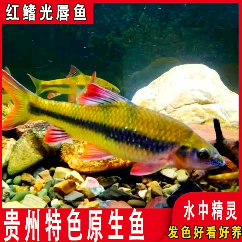红鳍溪石斑鱼原生鱼红腹溪石斑鱼原生态冷水观赏鱼群游好养淡水鱼