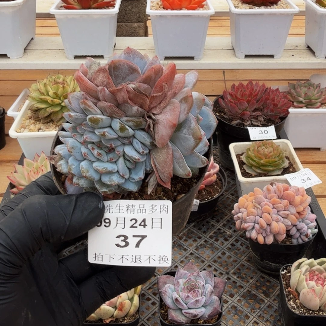 0924-37温斯莱特缀