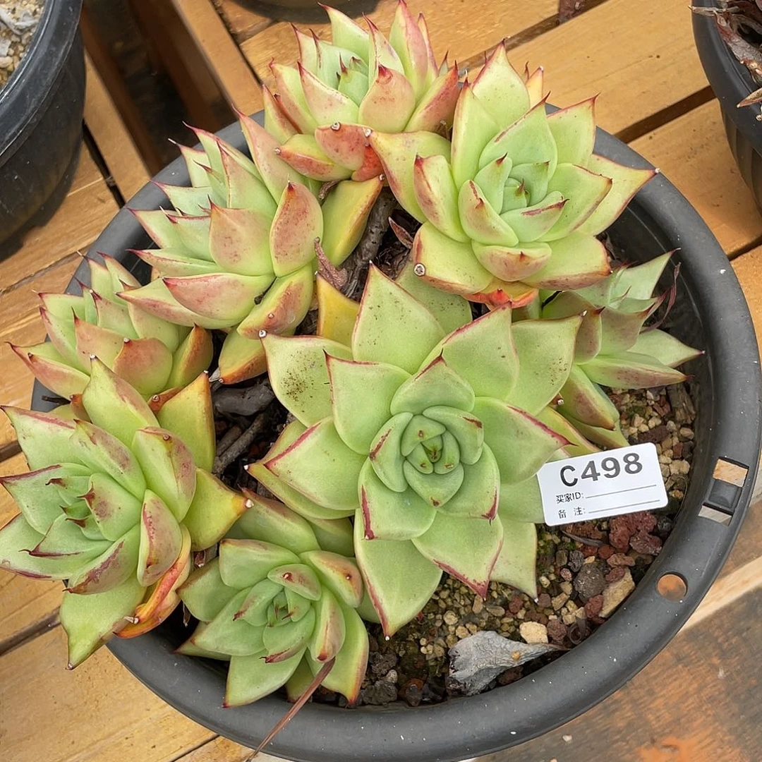 若如东云单排C498