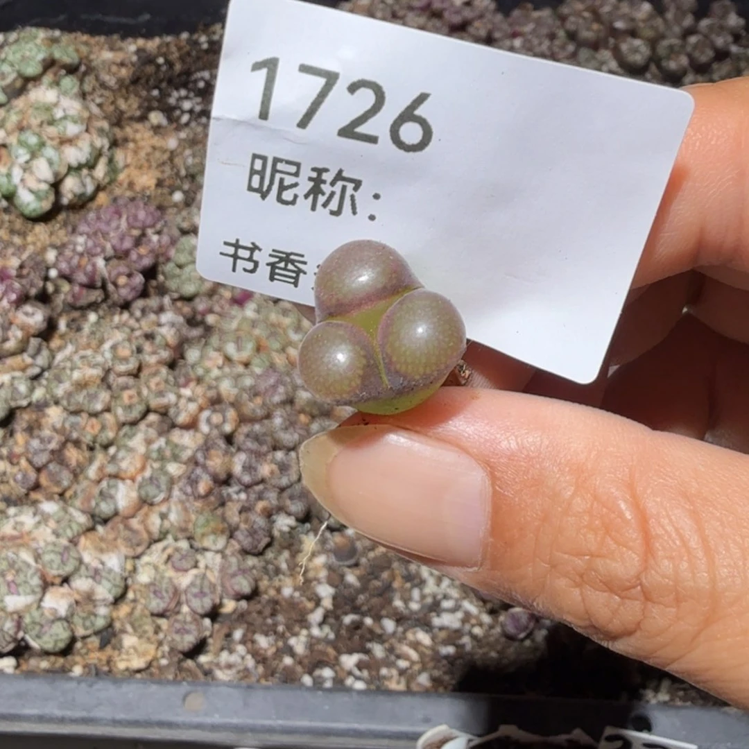 多肉植物多肉植物多肉植物
