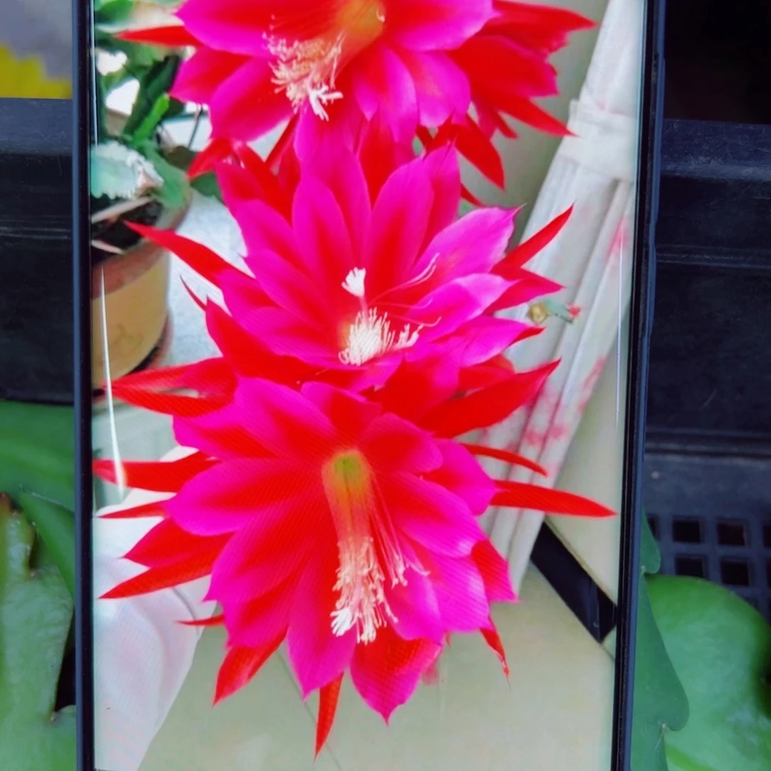 下6令箭荷花大唐太子伤无根叶片10公分左右