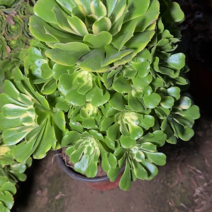 30319辛尼亚多肉植物