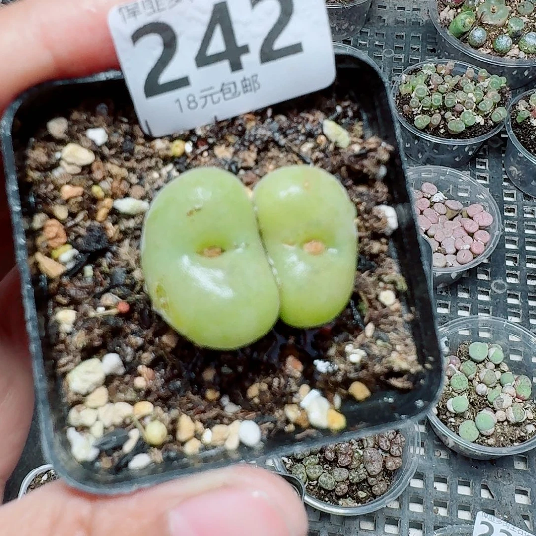 242多肉植物多肉植物