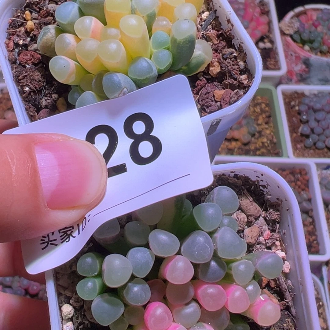 冰*檬补差价五十铃玉锦一物一拍