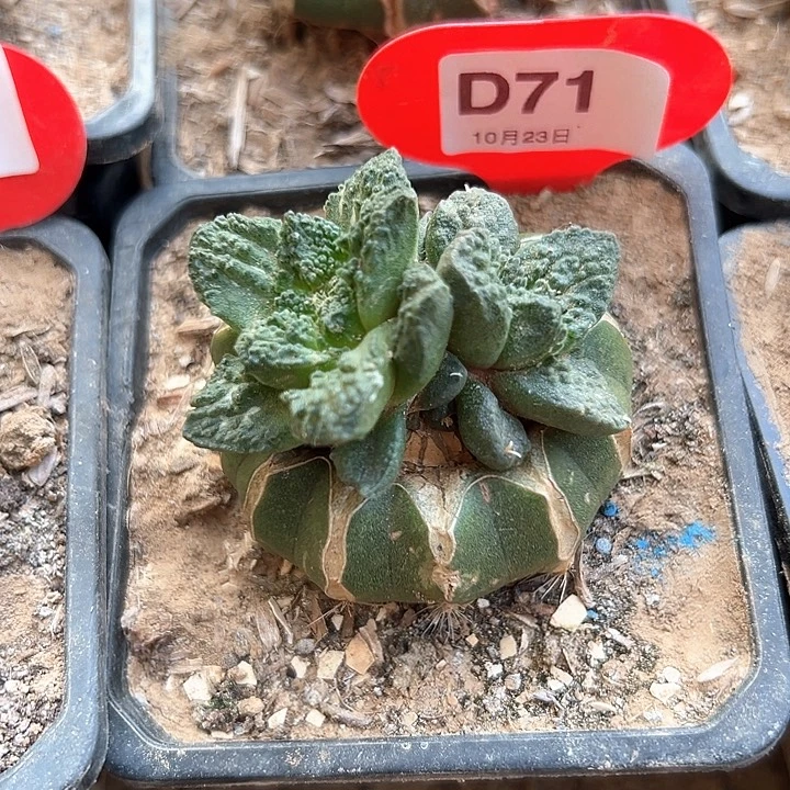 71号双头草球嫁接