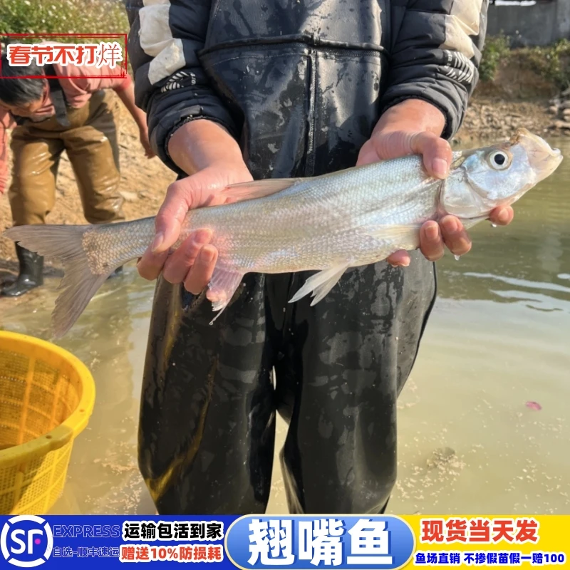 活体鱼 特大翘嘴鱼米级翘壳红鲌大白刁条重庆冷淡水养殖优质路亚