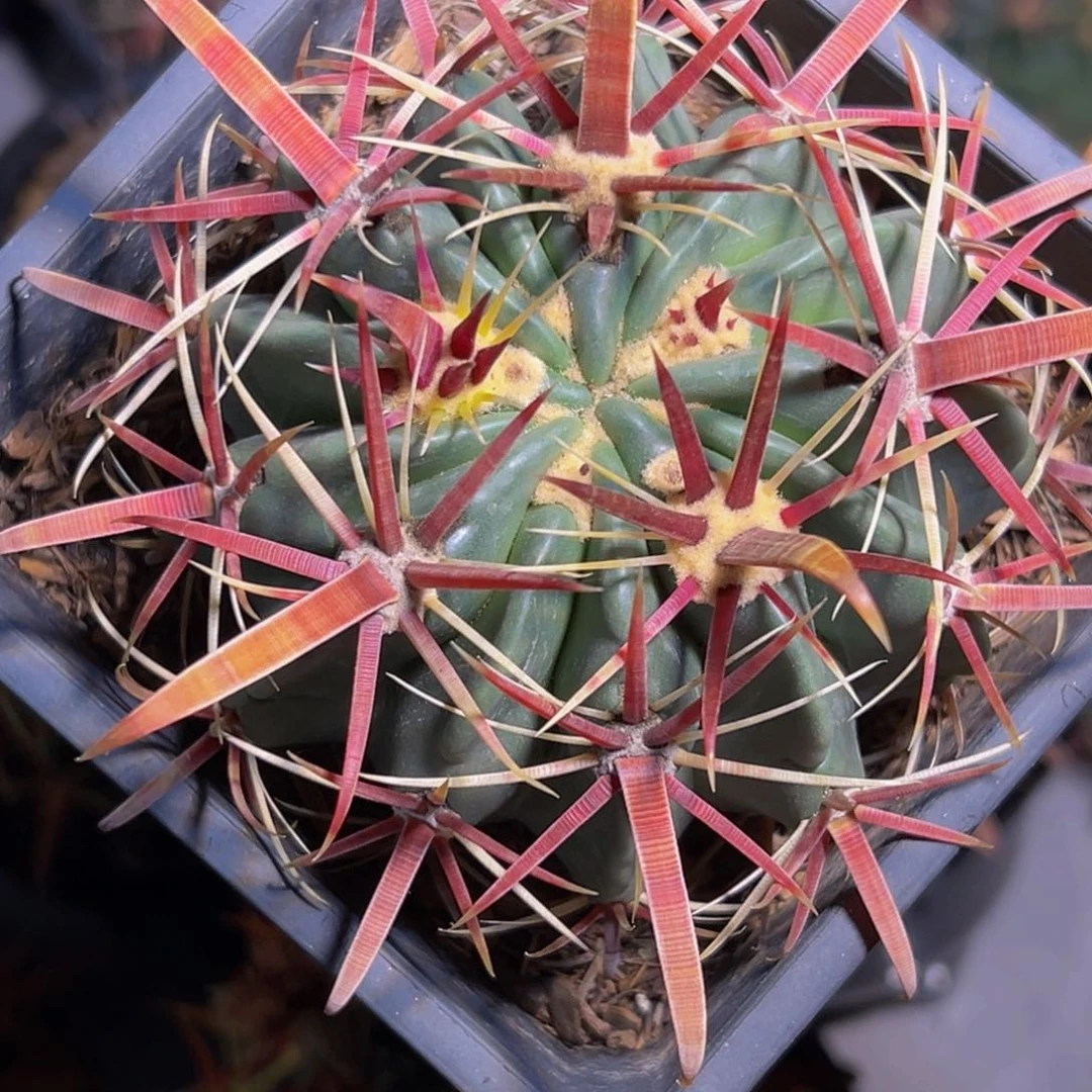 丸叶日出小精品88福利