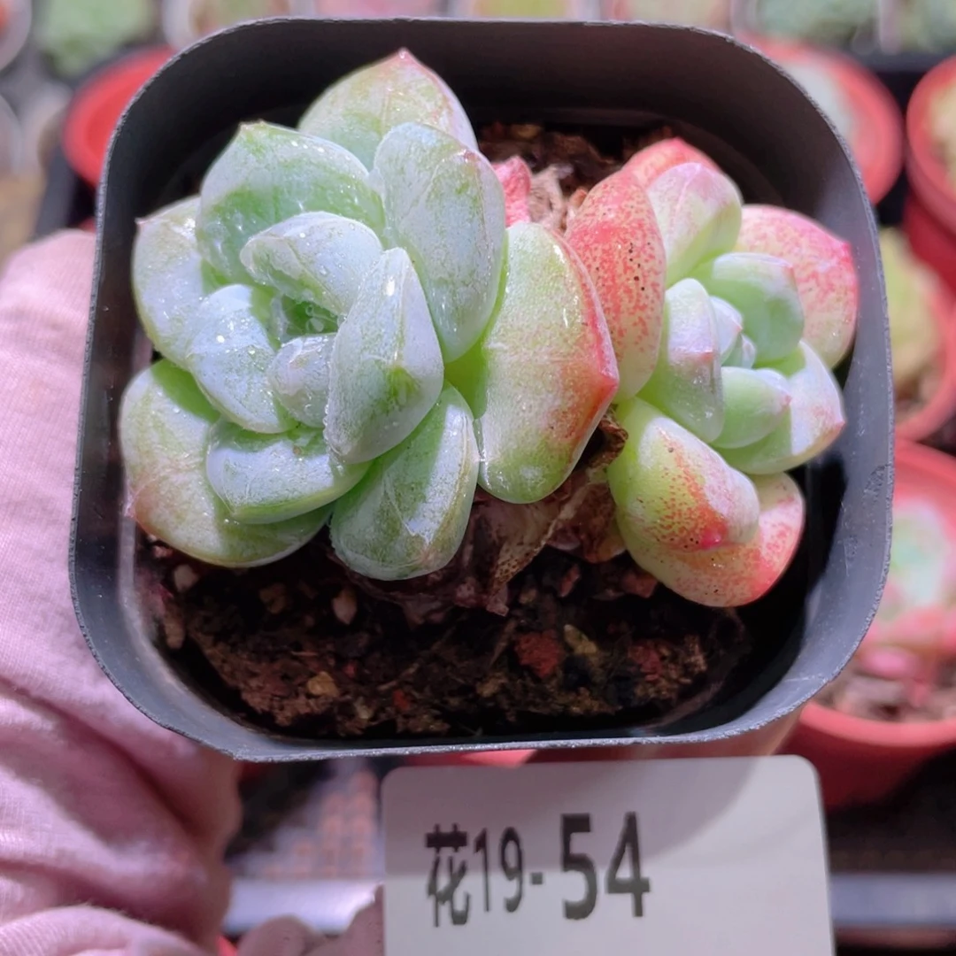花利美19-54冰玉双头