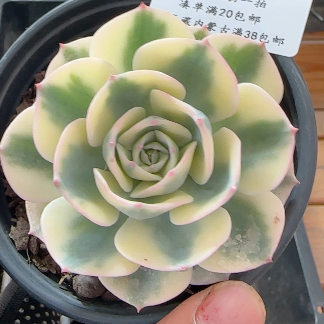 0617-282玉蝶锦玉蝶锦