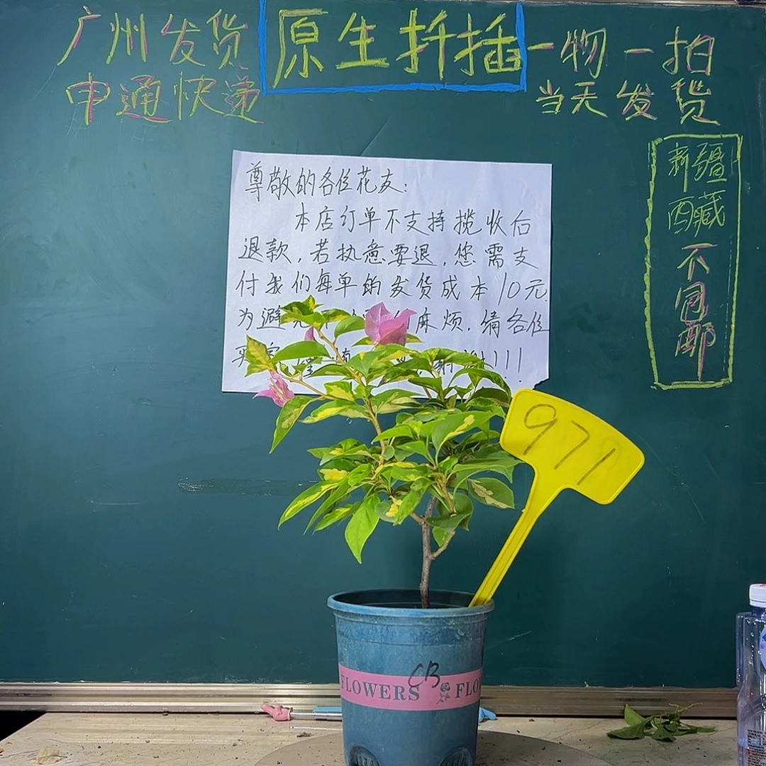 当前无花栽培后可以开花下播 金心橙白 971