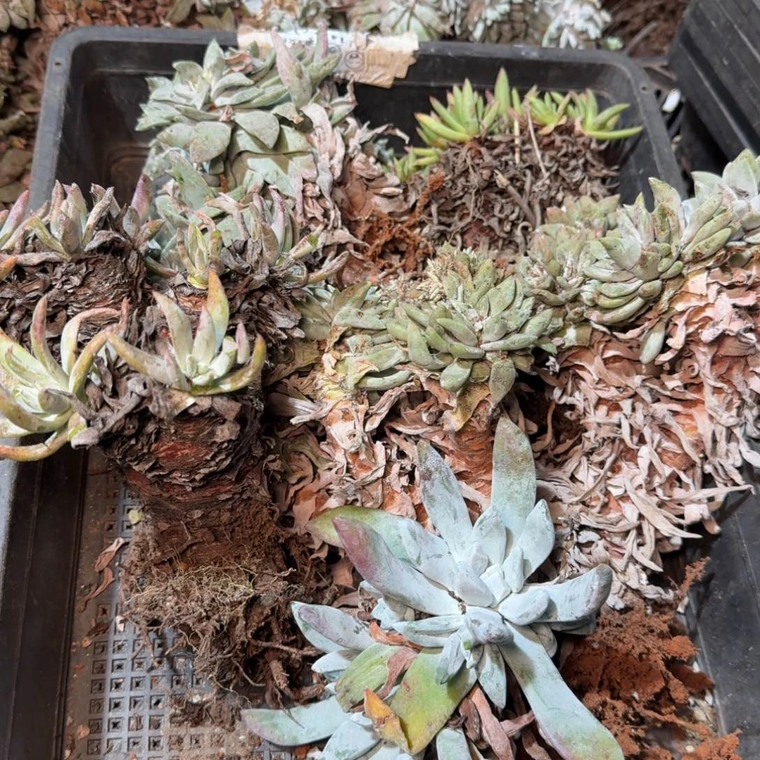 8338瑕疵框拍不售后