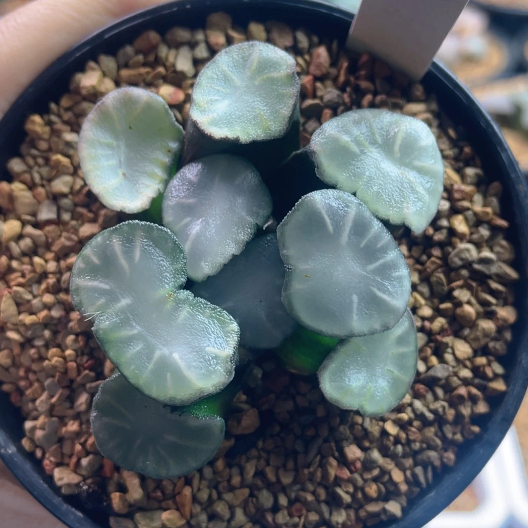 7.十二卷多肉盐湖城万象。