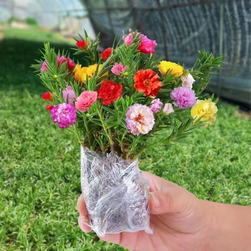 进口重瓣太阳花苗混色四季开花植物耐寒热阳台外院易存活花卉绿植