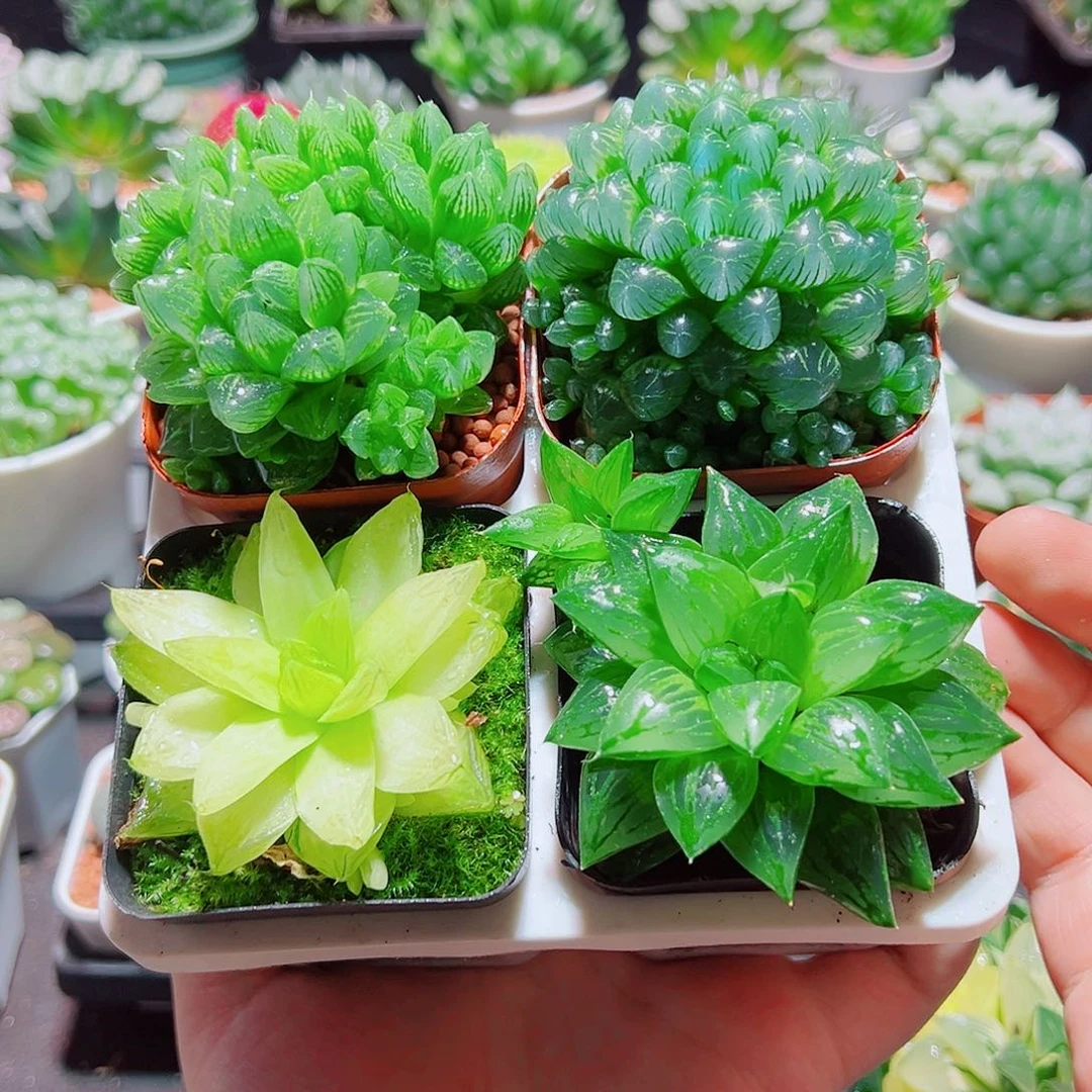 黄金水晶寿姬玉露群雪花原盆土