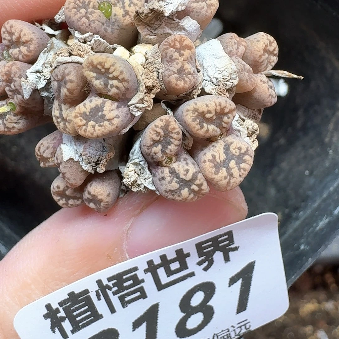 多肉植物的润泽地fc
