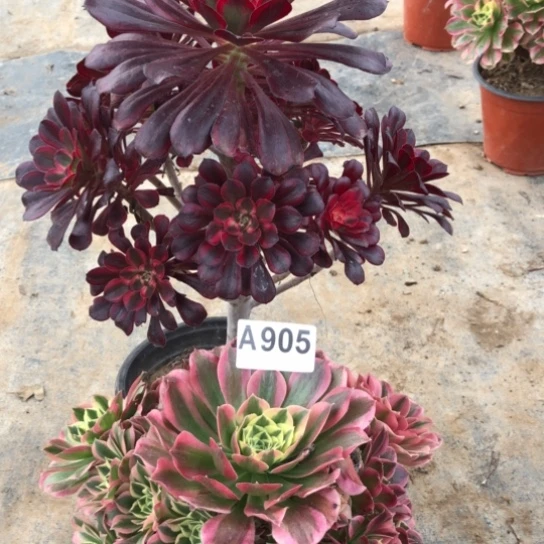 法师多肉植物春***地法师905