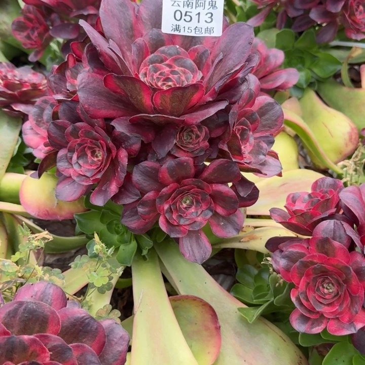 513号纳福啊啊啊