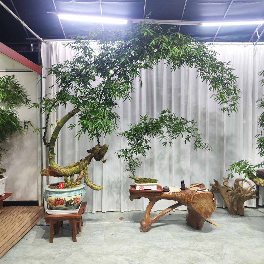 恐龙桩多连体月亮湾双飘小叶簕竹茶空间禅意室内高端盆景