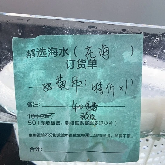 海水鱼黄吊88特价不肥➕运费40预收