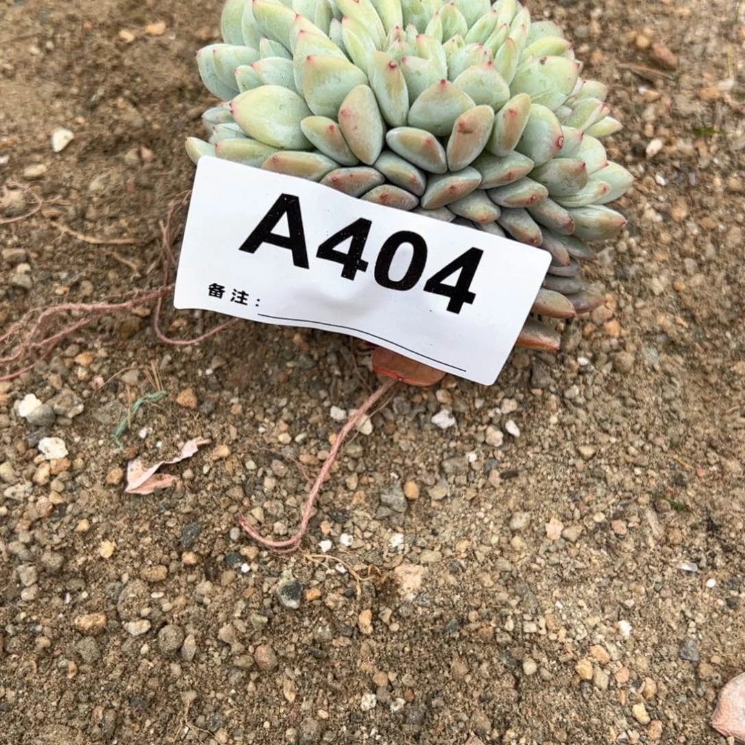 未**期404多肉多肉多肉多肉多肉多肉