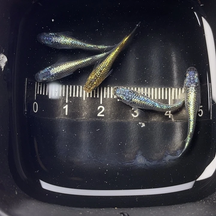 青鳉鱼星光混搭5条，7号，满15包邮，可叠单