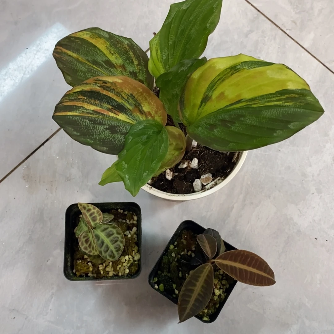 不***观不开花植物0958  气泡➕红牛➕孔雀姜