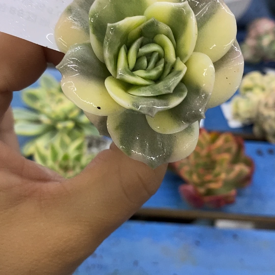 95可爱玫瑰锦炸多肉植物