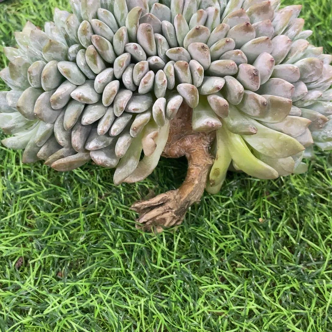 龙***️滴滴滴滴滴滴发货