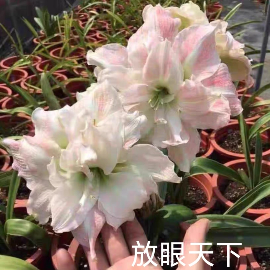 朱顶红-【放眼天下】5—6 只包对版，不包后期养护