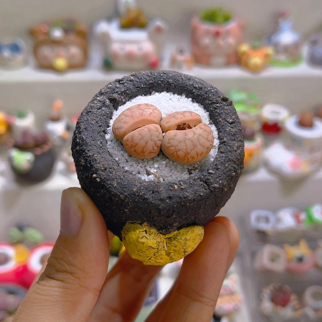 026双头拿铁带盆土一套28