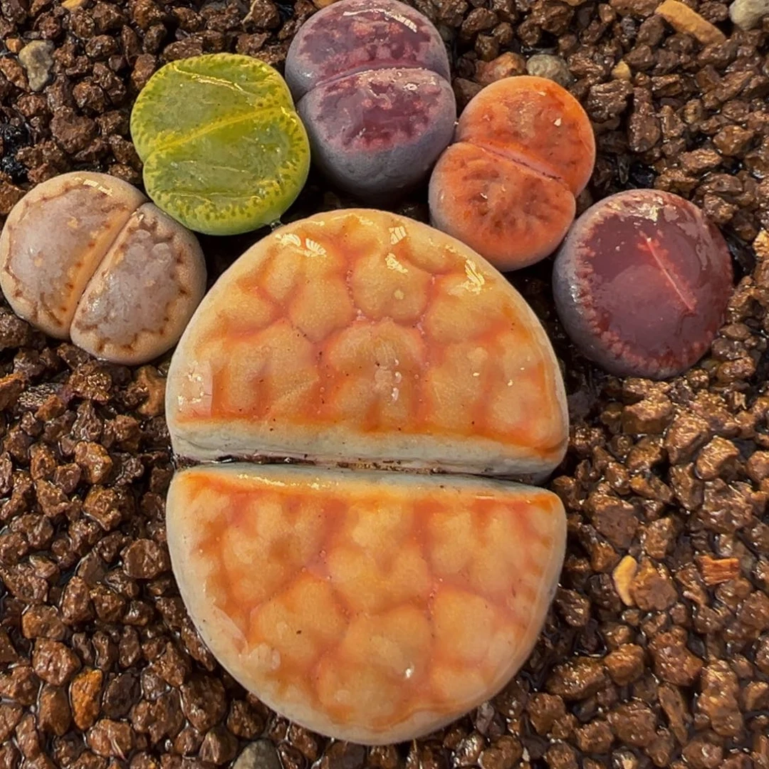 17多肉植物小脚丫