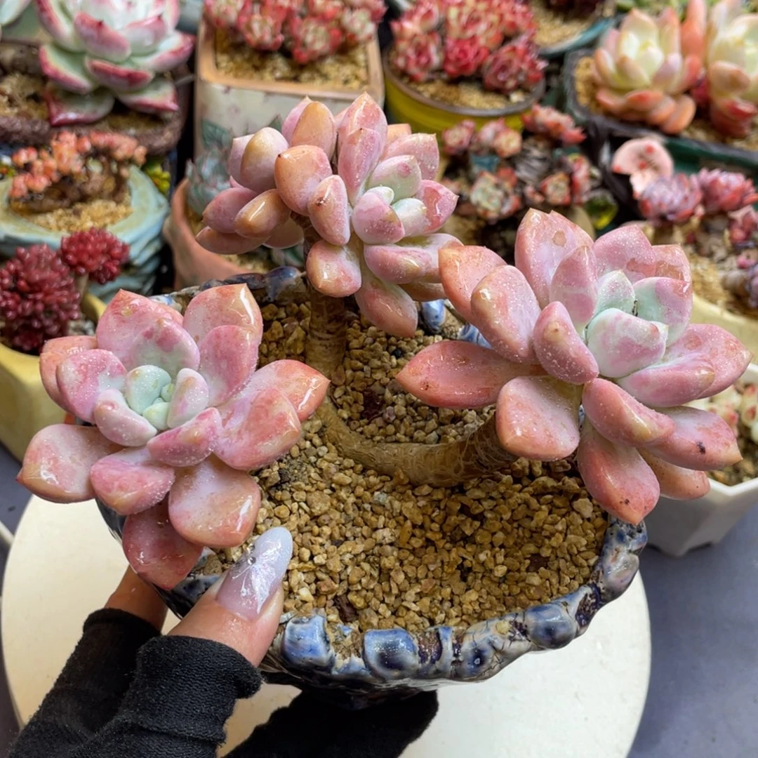 丸叶花斑鹿老桩群