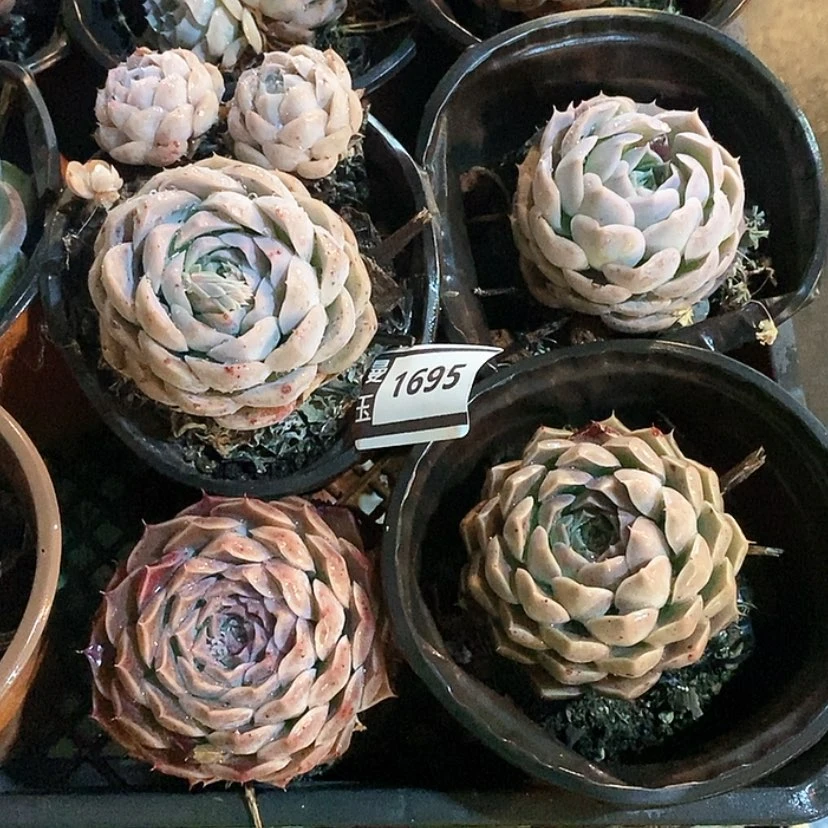 【闪购商品】钦*群杂四颗1695