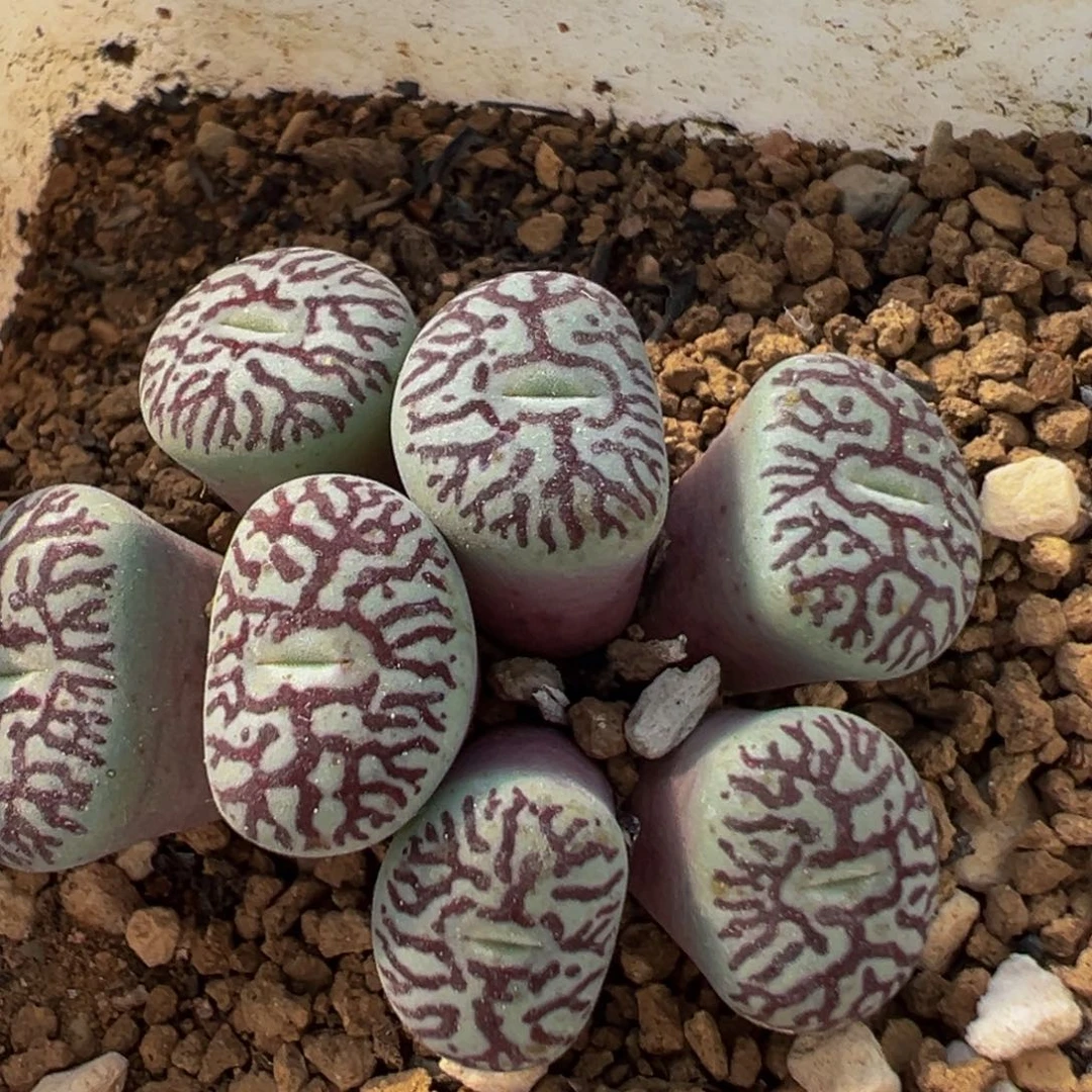 213多肉植物百科植物