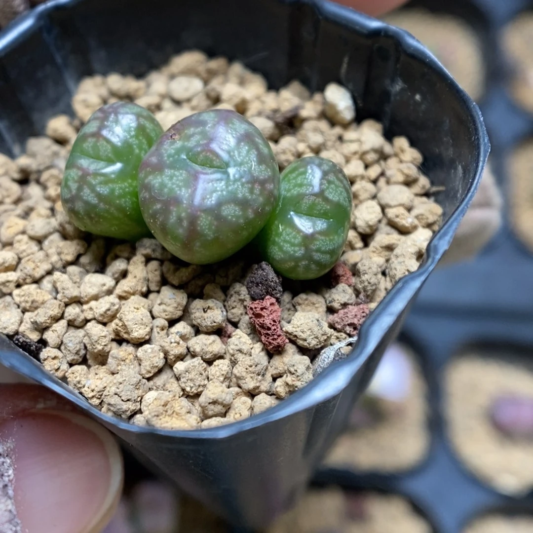多肉植物肉锥杂交K-3421