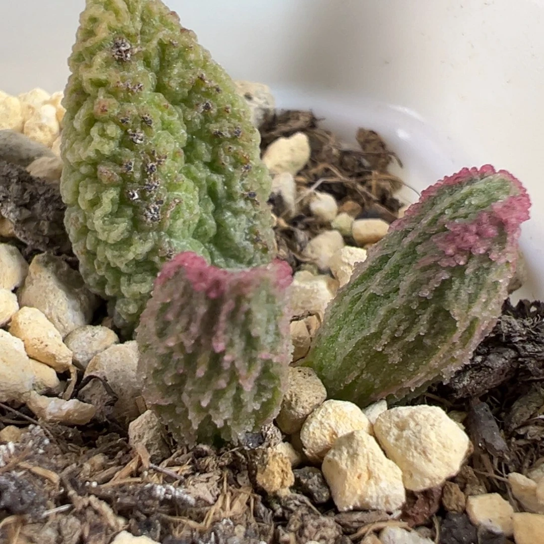 实生新品大苗多肉植物水泡