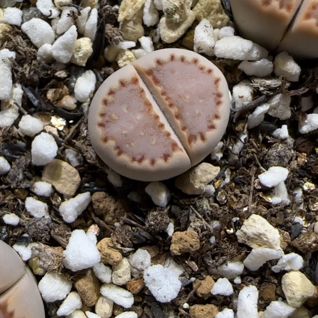 11.24。   .013饼干。  2069