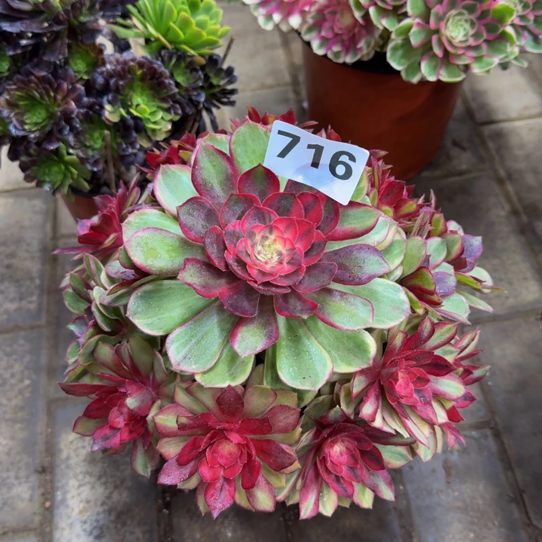 多肉植物716黑魔锦。