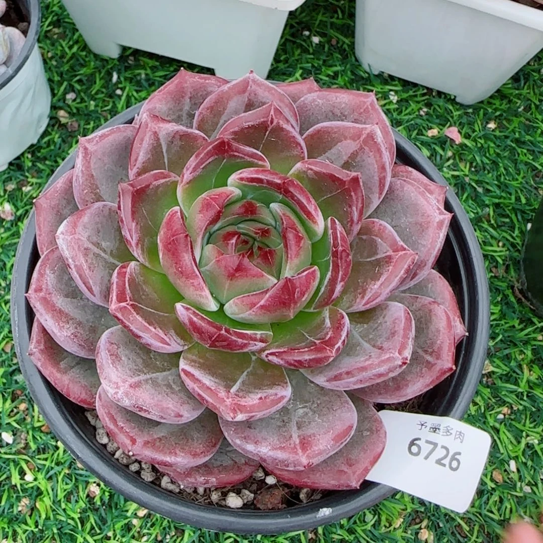 夜魔侠，6726多肉植物