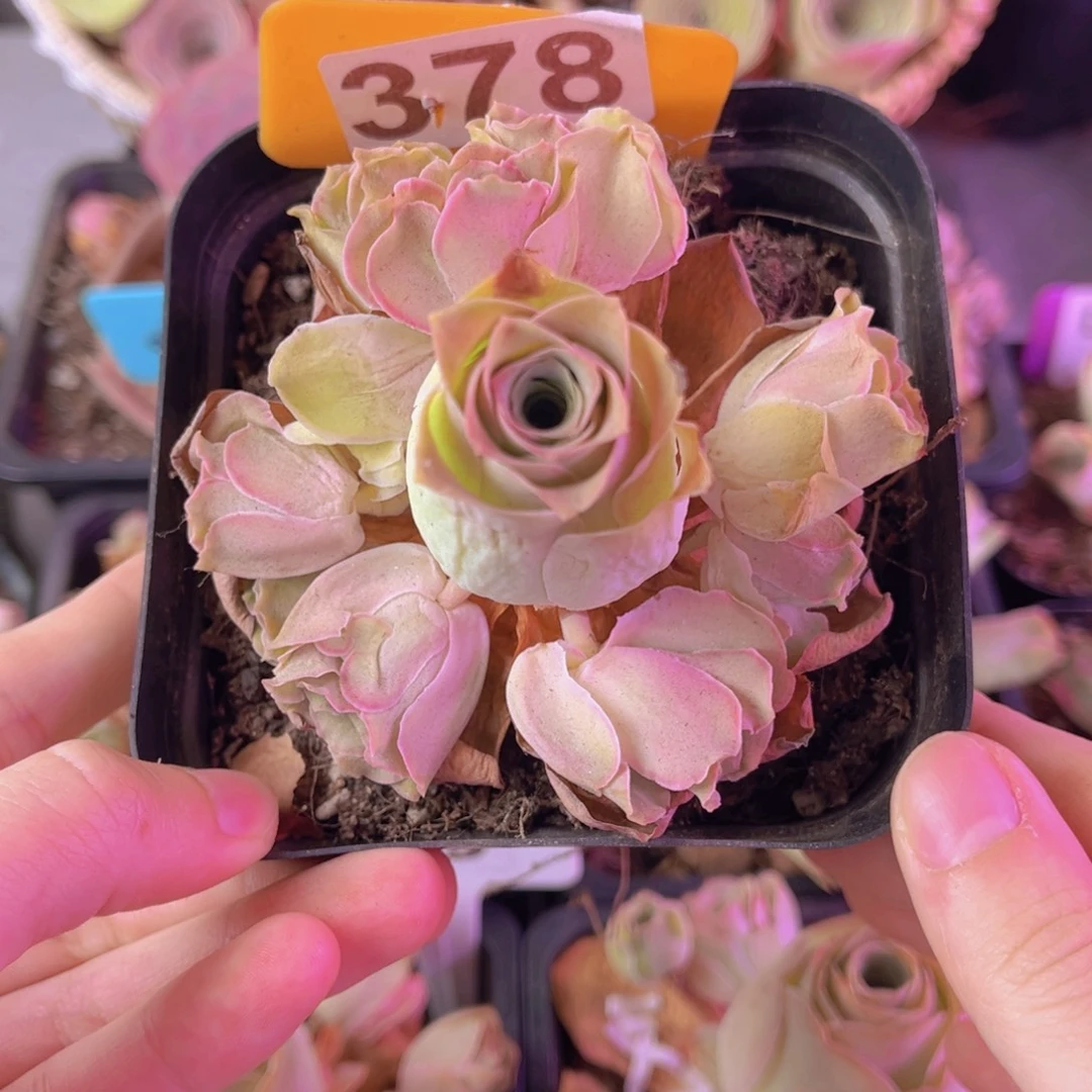 单品一物一拍378号